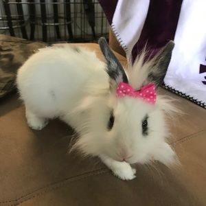 Meet your Posher, Jill